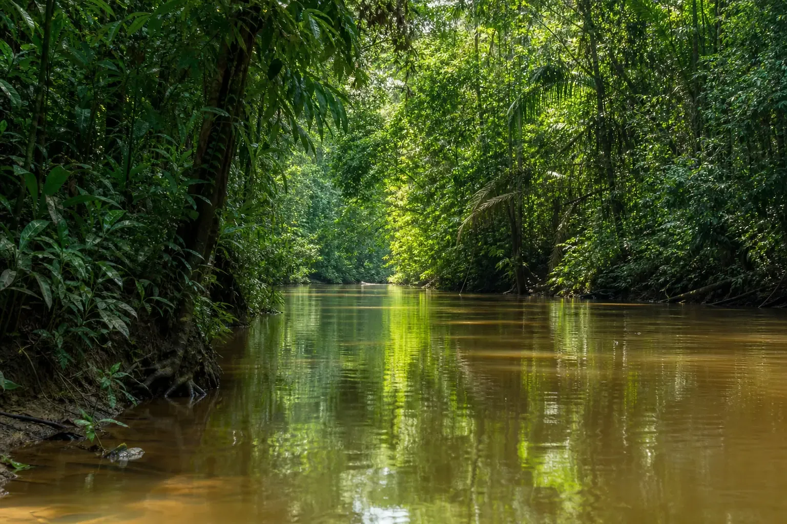 Regenwald am Rio Madre de Dios im peruanischen Amazonasgebiet