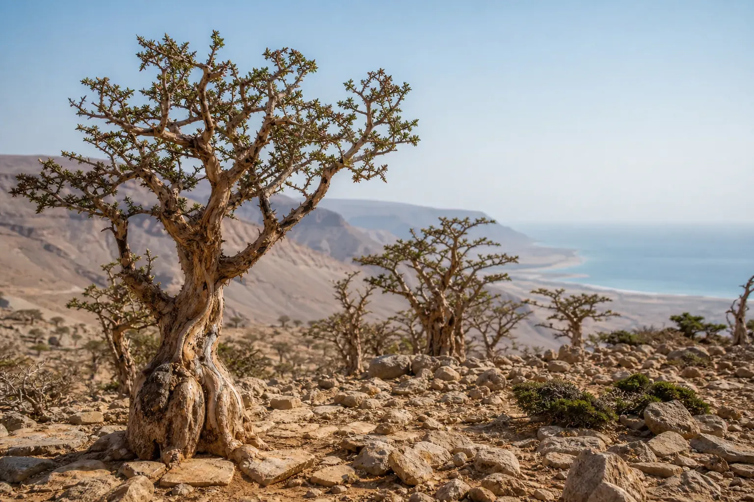 4. Wadi Dawkah: Weihrauchbäume im UNESCO-Welterbe